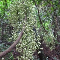 Anamirta cocculus (L.) Wight & Arn.